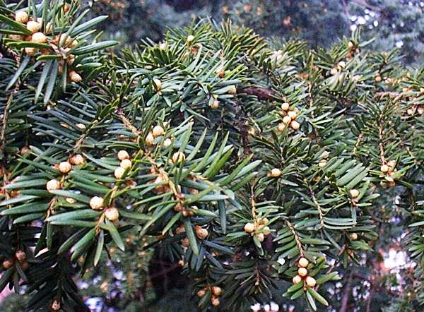 Yew in flower