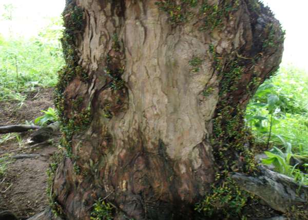 Yew trunk