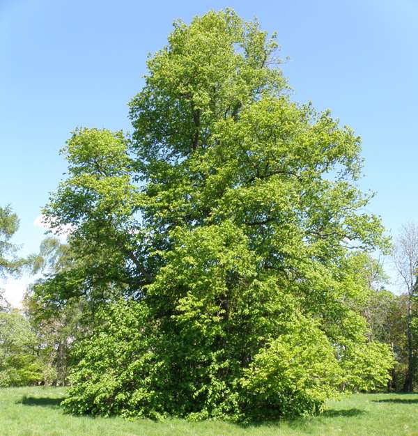 Lime tree, Wales