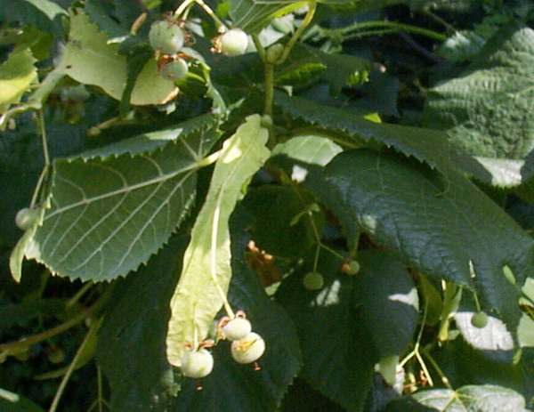 Developing fruits on a small-leaved lime
