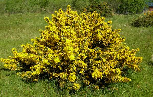 Gorse in flower