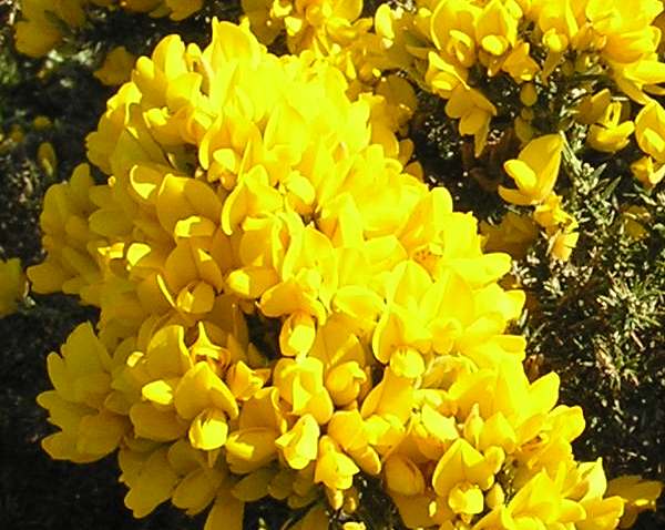 Gorse flowers