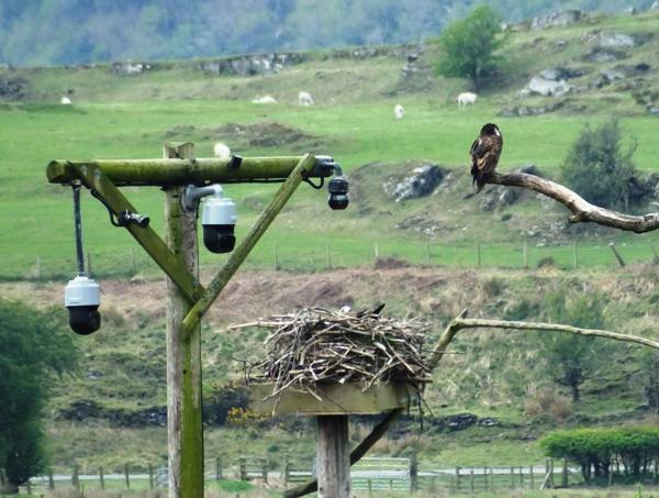 Ospreys nesting at the site