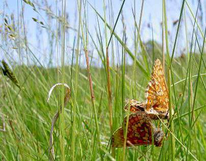 A pair of Marsh Fritillaries at Aberbargoed