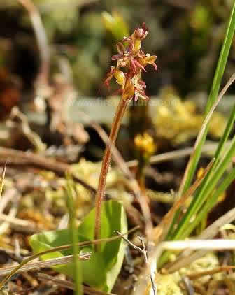 Lesser Twayblade - Neottia cordata