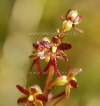 Neottia cordata - Lesser Twayblade