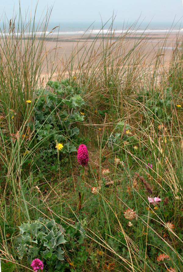 kenfig national nature reserve