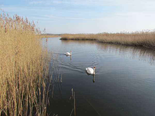 Reedbeds at Newport Wetlands NNR