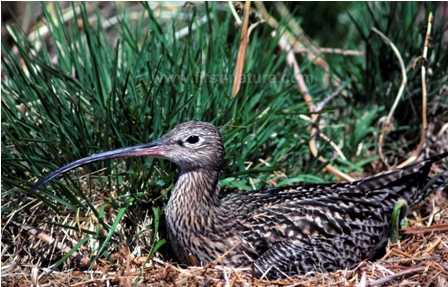 Curlew