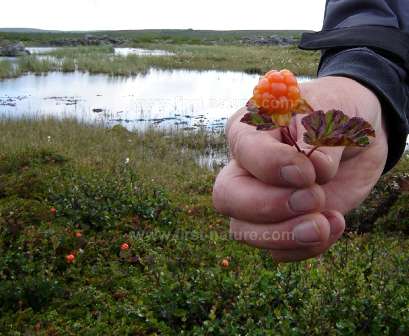 Cloudberry