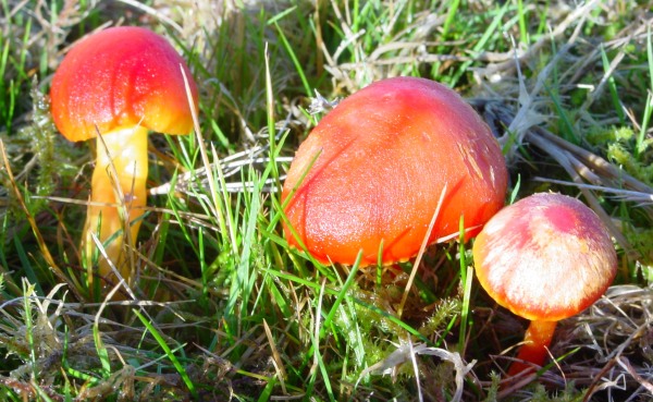 Scarlet Waxcaps at Mariandyrys