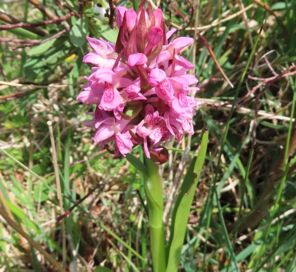 Early Marsh-orchid Dactylorihiza incarnata subsp. incarnata at Cors Goch
