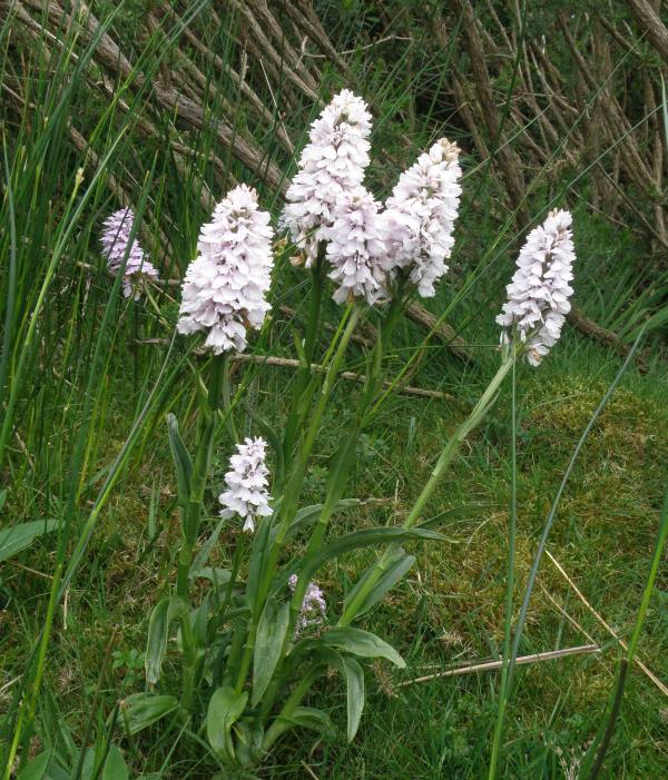 Heath Spotted-orchids