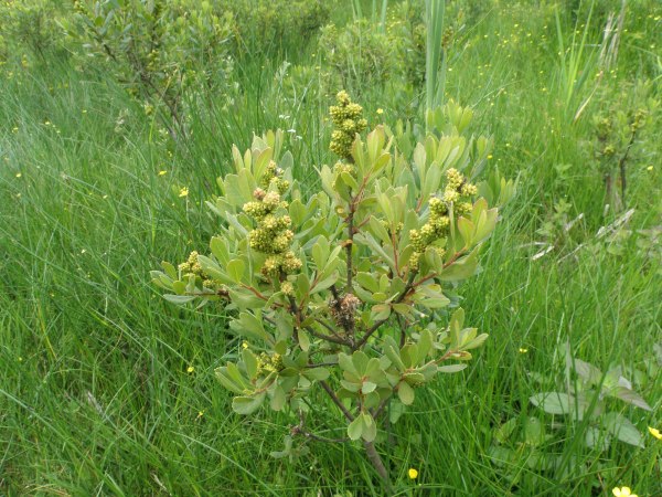 Bog Myrtle