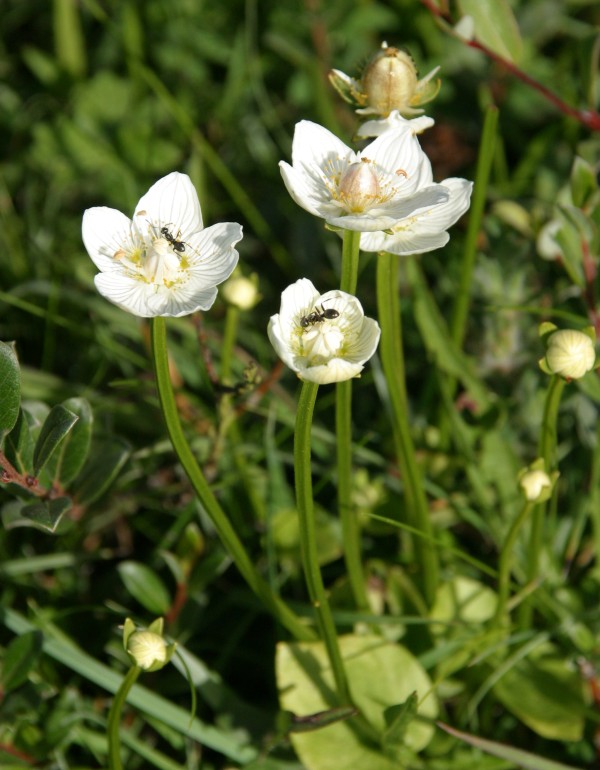 Grass of Parnassus