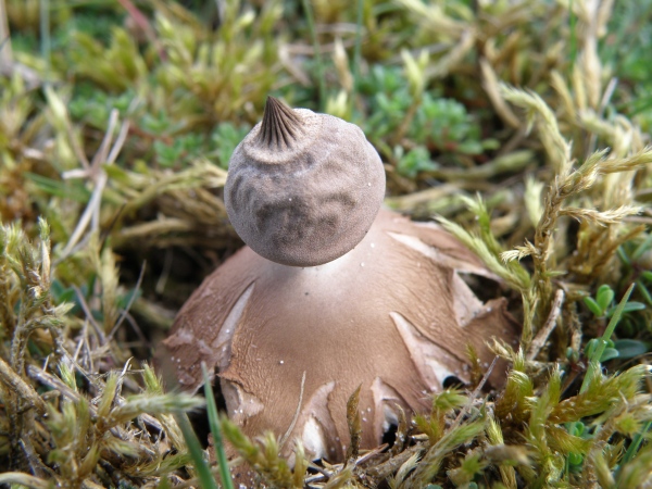 Dwarf Earthstar at Morfa Dyffryn