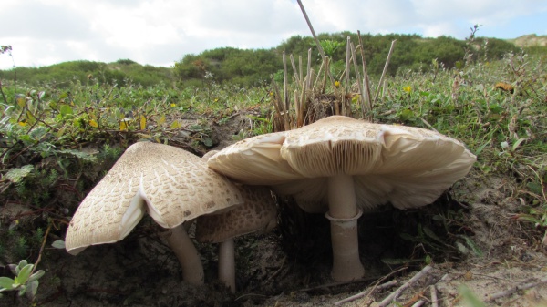 Agaricus fungi at the reserve