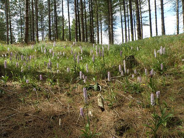 Orchids growing in the forest dune slacks