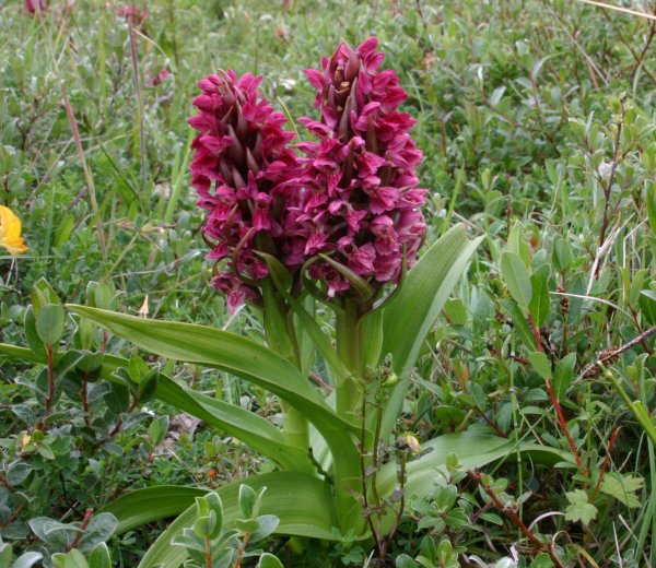 Early Marsh-orchid, white form