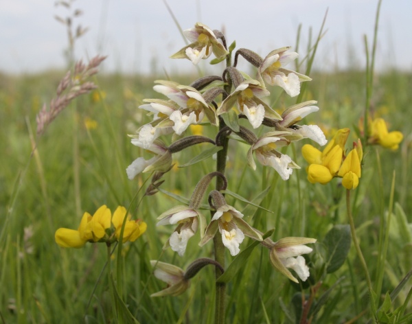 Epipactis palustris at Newborough Warren NNR