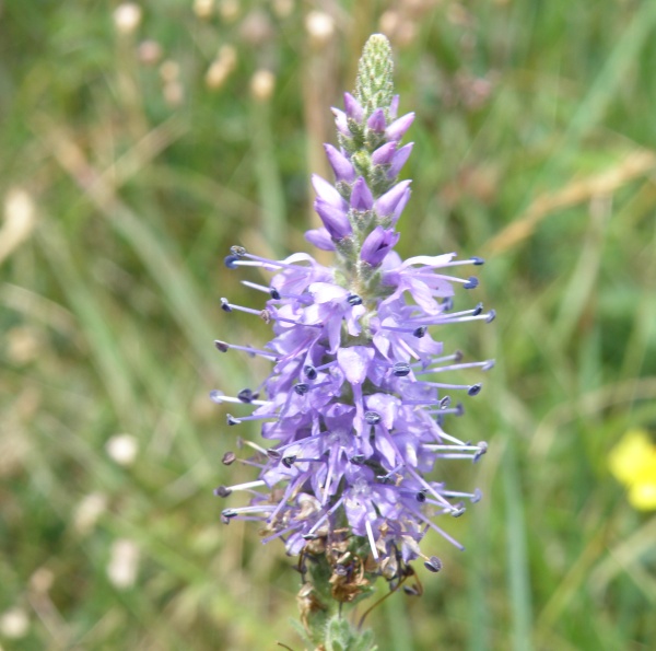 Spiked Speedwell