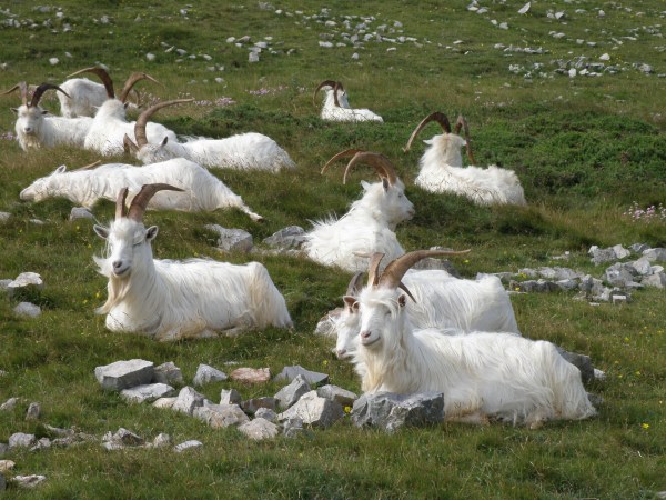 Feral Goats