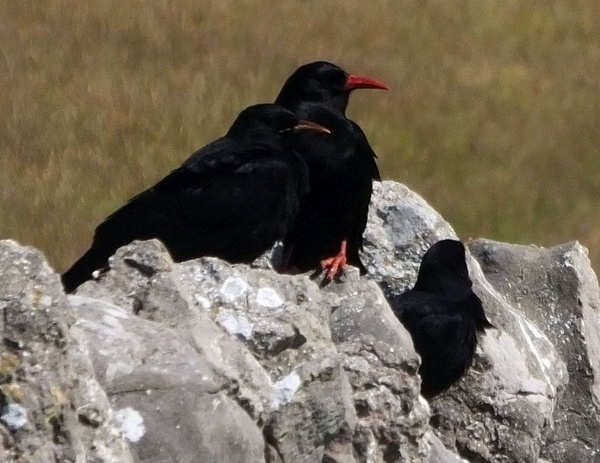 Choughs