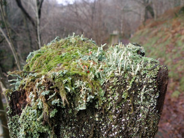 Lichens on a tree stump at Abercorris