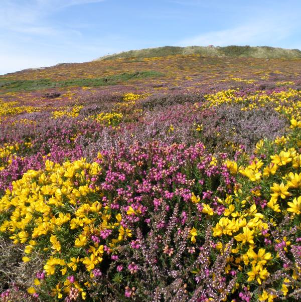 The heather and gorse around South Stack Cliffs