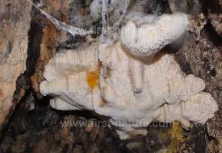 Spongipellis delectans