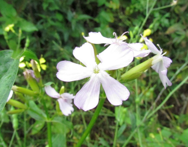 Soapwort