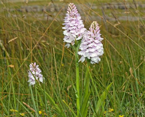 Heath Spotted-orchid
