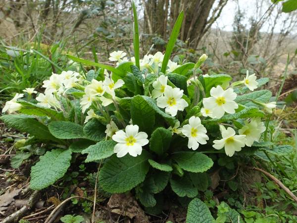 Primroses light up the woodland in early spring