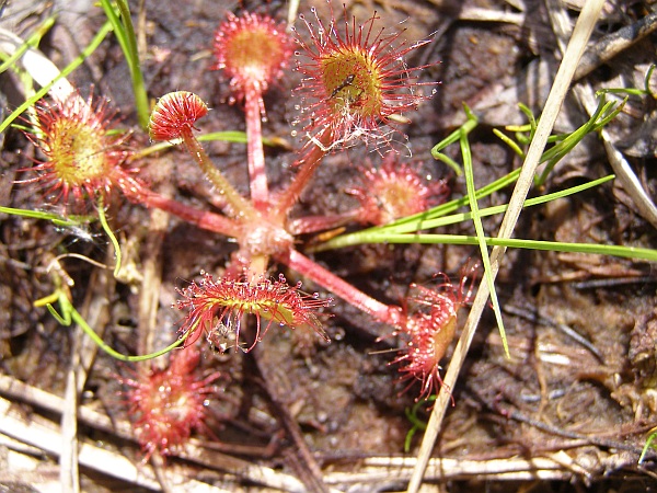 Sundew at Cors Caron