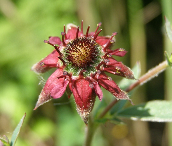 Marsh Cinquefoil at Cors Caron