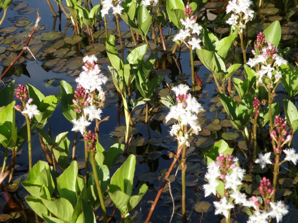 Bogbean