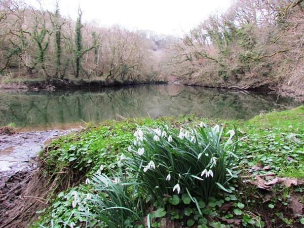 The River Teifi at Coedmor