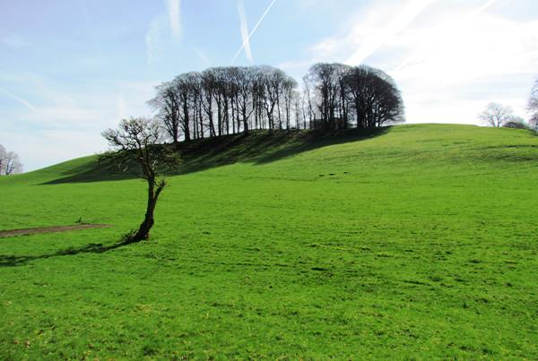 Pastureland at Dinefwr