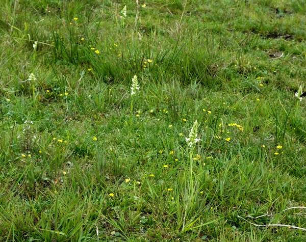 Irish Lady's-tresses Spiranthes romanzoffiana at Cors Fochno (Borth Bog)