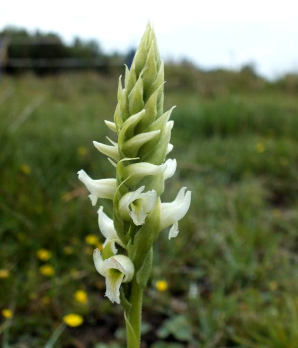Irish Lady's-tresses at Borth Bog