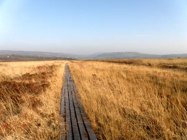 The boardwalk across Cors Fochno