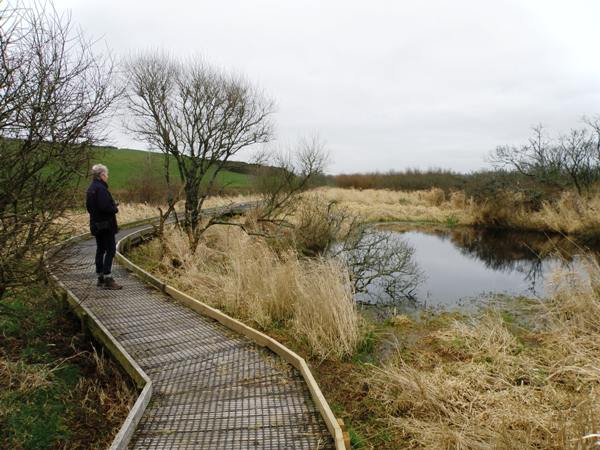 Boardwalk through the fen