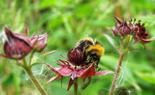 Marsh Cinquefoil