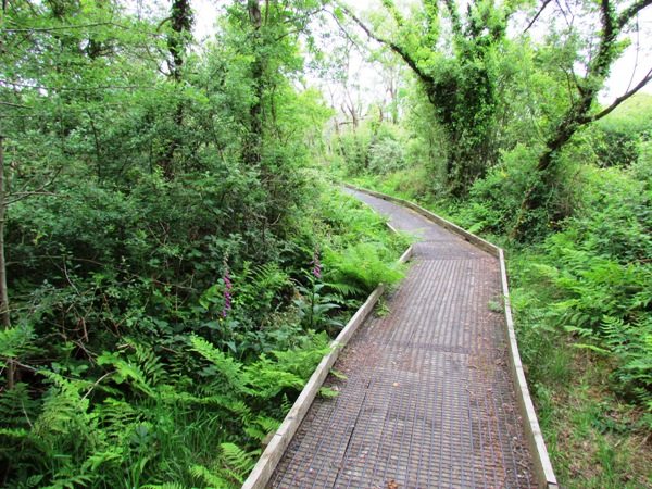 Boardwalk through woodland