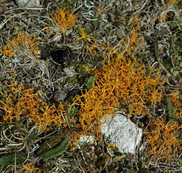 Golden Hair Lichen on Ramsey