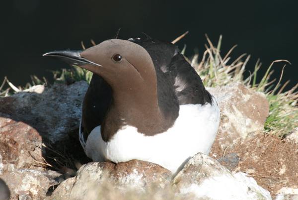 Guillemot on the Island of Skomer