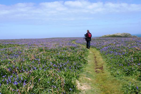 Bluebells cover Skomer in spring