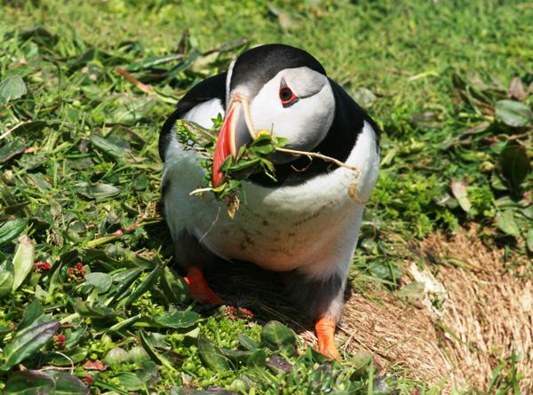 Puffin on Skomer