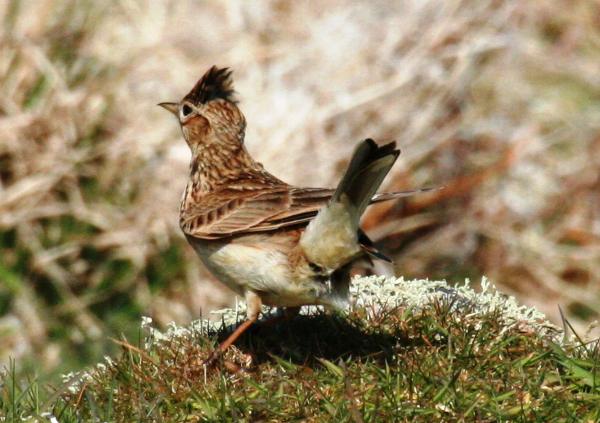 Lark on Skomer