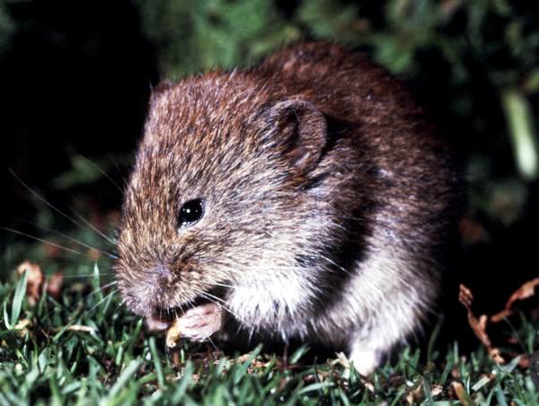 Skomer Vole - picture Mike Alexander CCW